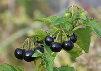 龍葵果是黑天天嗎？龍葵果是黑枸杞嗎？