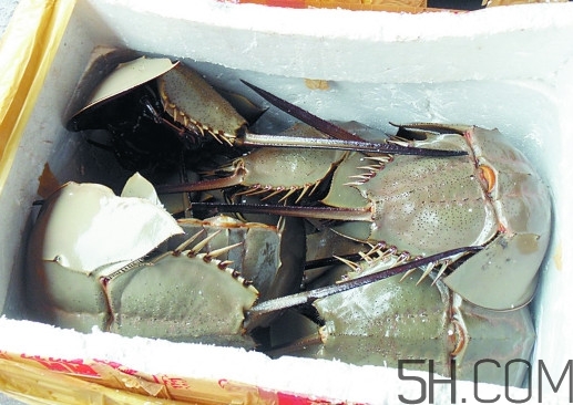 中華鱟多少錢一斤？中華鱟有什么藥用價值