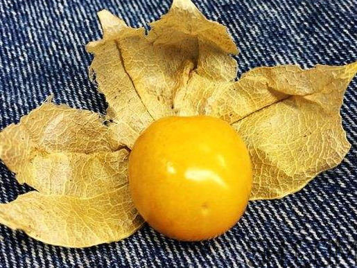 姑娘果能多吃嗎？姑娘果一次吃多少？