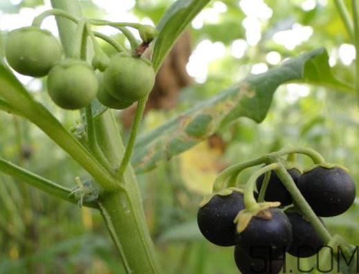 龍葵果多少錢(qián)一斤 龍葵果是什么 龍葵果多少錢(qián)一斤 龍葵果是什么