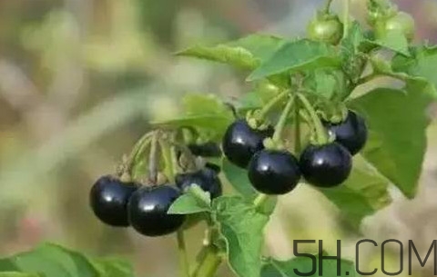 龍葵果有毒嗎？龍葵果怎么吃