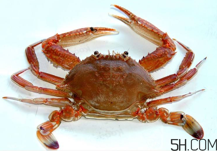 螃蟹煮多久？螃蟹的價格
