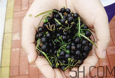 龍葵果泡酒有什么功能？龍葵果的功效與作用