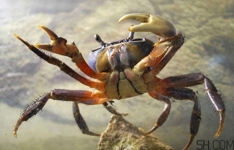 螃蟹的生活習性是怎么樣的？螃蟹的選購技巧