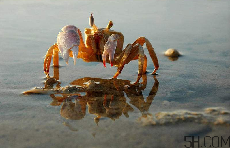 螃蟹的生活習性是怎么樣的？螃蟹的選購技巧