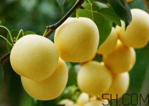 雪梨可以放冰箱嗎？雪梨怎么保存？