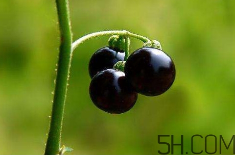 龍葵果可以治療近視眼嗎？龍葵果可以泡水喝嗎