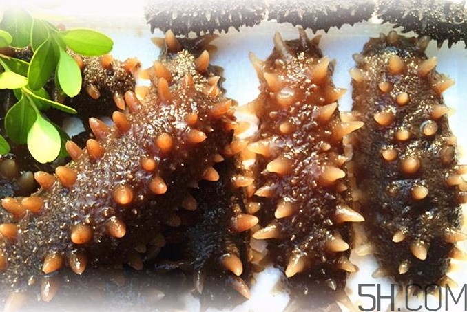 海參能和西紅柿一起吃嗎？海參和什么一起吃最好？