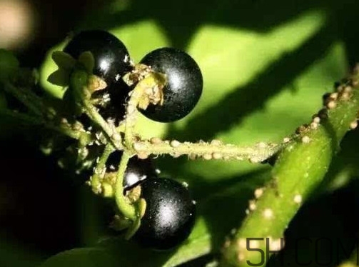 黑天天能吃嗎？黑天天泡蜂蜜好嗎