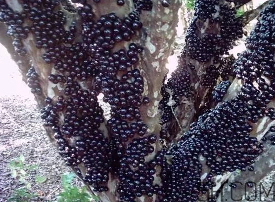 樹葡萄多少錢一斤 樹葡萄是什么水果 樹葡萄多少錢一斤 樹葡萄是什么水果