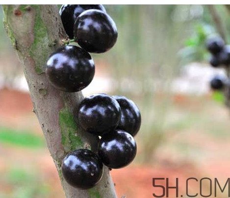 樹(shù)葡萄皮和核能吃嗎？樹(shù)葡萄多久結(jié)果