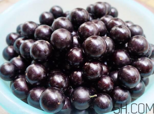 樹葡萄怎么種植？樹葡萄要多少年才掛果