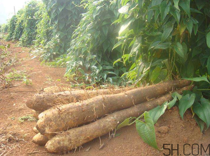 吃山藥會胖嗎？山藥去皮的技巧