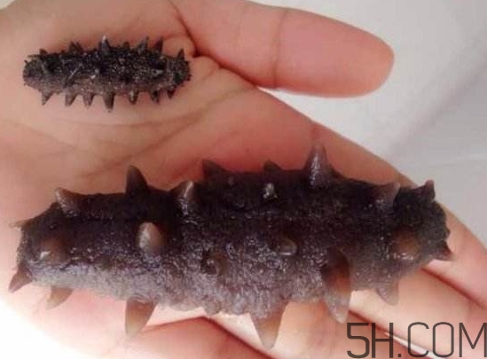 海參是海鮮嗎？海參是動物還是植物？