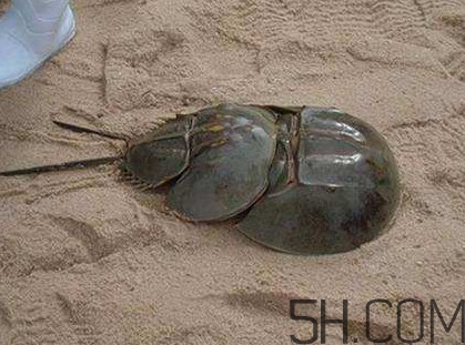 中華鱟能吃嗎？中華鱟怎么讀