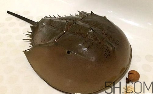 中華鱟是保護(hù)動(dòng)物嗎？中華鱟和圓尾鱟的區(qū)別