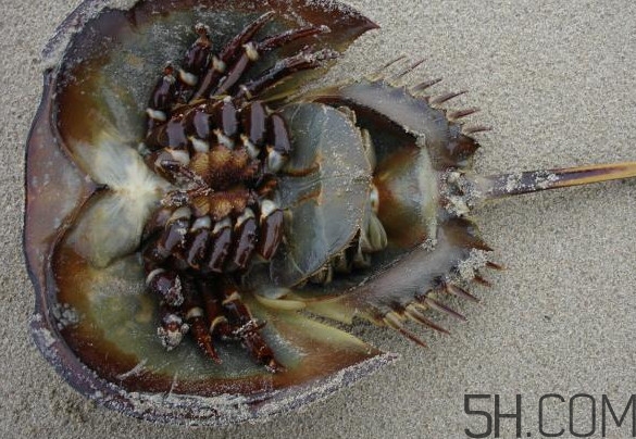 中華鱟多少錢一斤？中華鱟有什么藥用價值