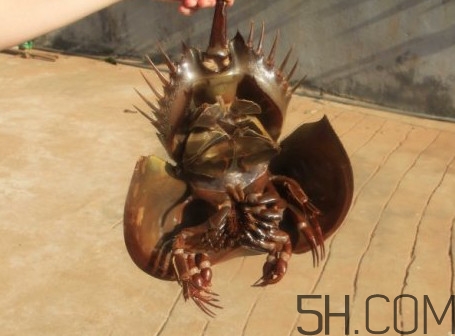 中華鱟有毒嗎？中華鱟的血是什么顏色？