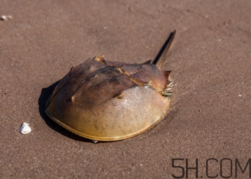 中華鱟可以養(yǎng)殖嗎？中華鱟怎么養(yǎng)