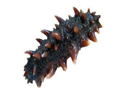 海參刺多好還是刺少好？海參沒(méi)有刺是怎么回事？