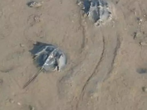 中華鱟能活多久？中華鱟最大能長(zhǎng)多大