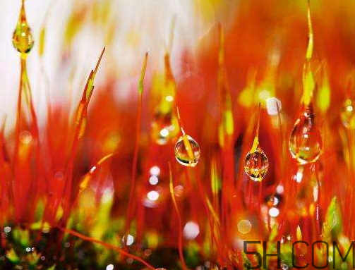 2017年寒露會下雨嗎？寒露下雨好嗎？