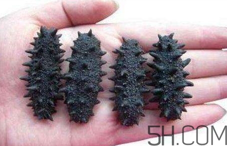 海參怎么挑？海參怎么選購？