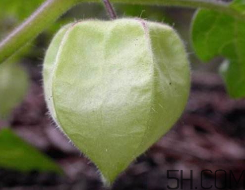 姑娘果是燈籠果嗎？姑娘果有幾種？