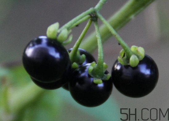 東北吃的黑黝黝學名叫什么？黑天天學名是什么