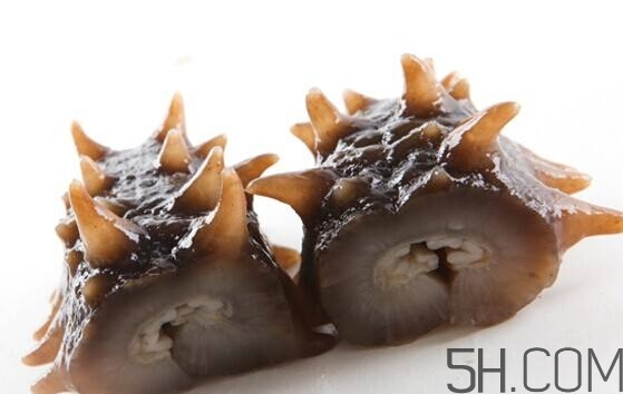 海參是海鮮嗎？海參是動物還是植物？