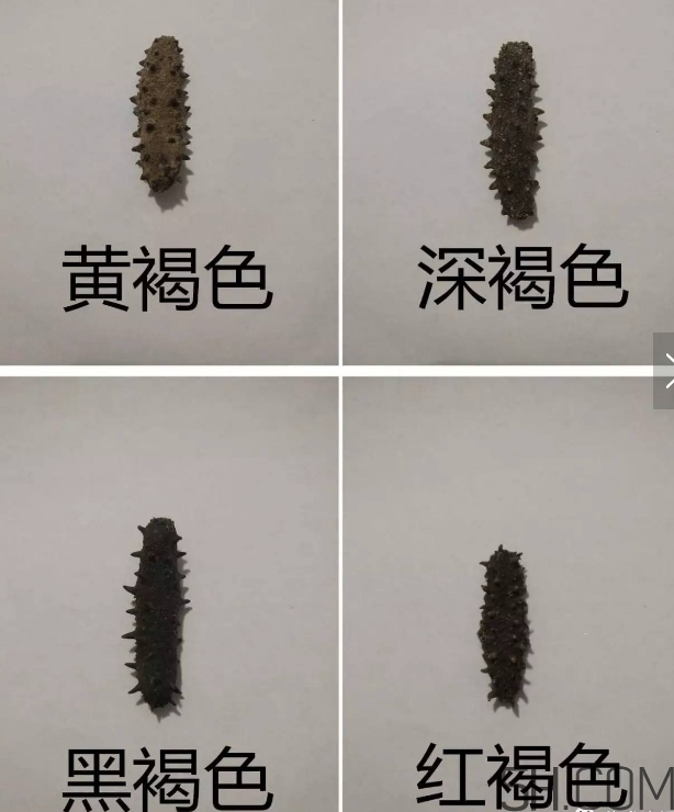 海參顏色深好還是淺好？海參顏色發(fā)白時(shí)怎么回事？