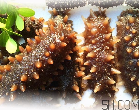 海參是酸性還是堿性？海參是涼性還是熱性？