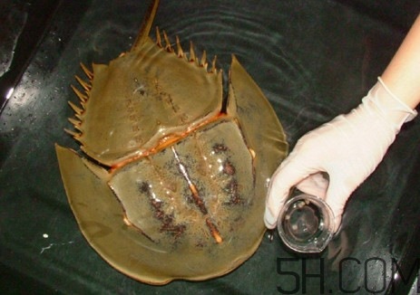 馬蹄蟹好吃嗎？馬蹄蟹怎么吃