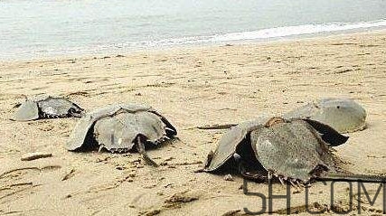 中華鱟能吃嗎？中華鱟怎么讀