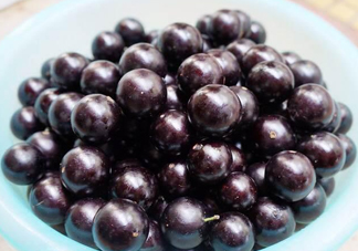 樹葡萄怎么種植？樹葡萄要多少年才掛果