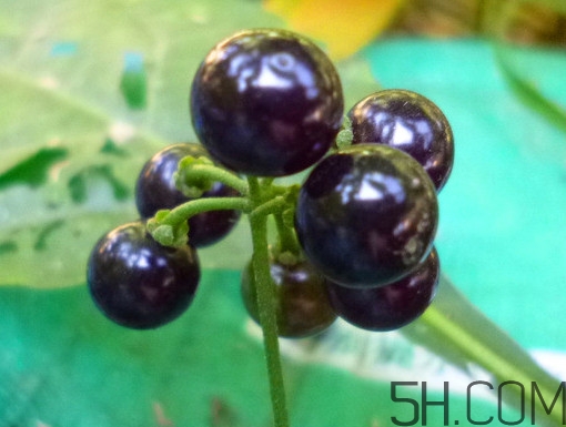 龍葵果泡酒有什么功能？龍葵果的功效與作用