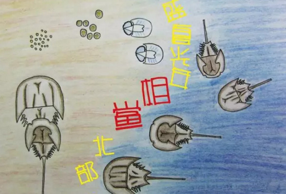 中華鱟能活多久？中華鱟最大能長(zhǎng)多大