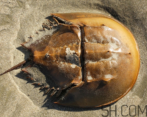 馬蹄蟹有毒嗎？馬蹄蟹能吃嗎