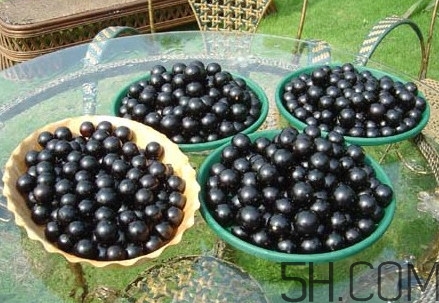 樹(shù)葡萄皮和核能吃嗎？樹(shù)葡萄多久結(jié)果