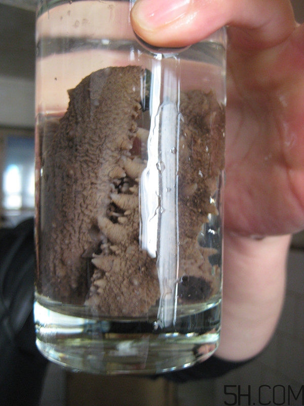 蘑菇和海參能一起吃嗎？蘑菇海參湯的做法