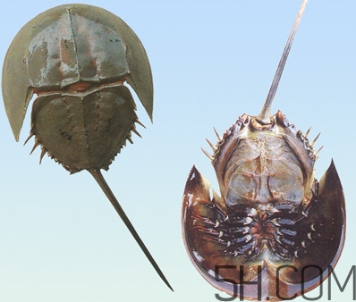 中華鱟有毒嗎？中華鱟的血是什么顏色？