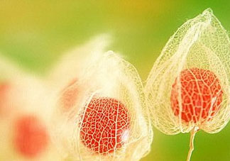 姑娘果能多吃嗎？姑娘果一次吃多少？