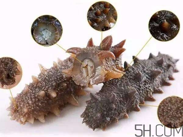 海參哪些部位不能吃？海參的禁忌人群