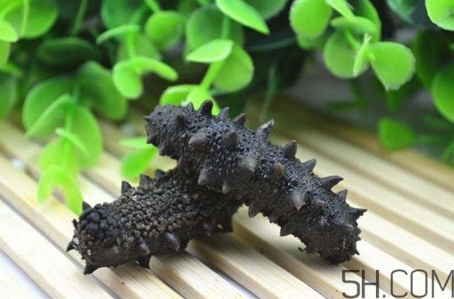 海參是越大越好嗎？海參的生長(zhǎng)年限與營(yíng)養(yǎng)價(jià)值有關(guān)嗎？