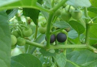 龍葵果可以多吃嗎？龍葵果一次吃多少合適