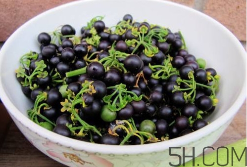 龍葵果有毒嗎？龍葵果怎么吃