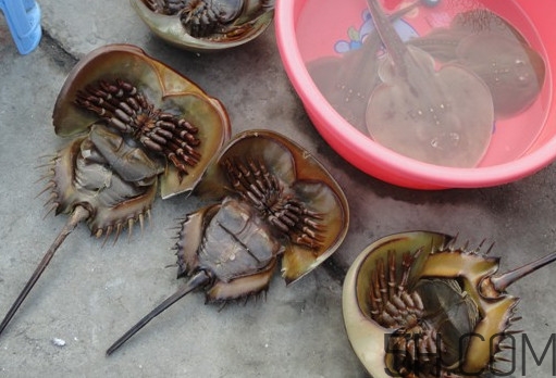 中華鱟有毒嗎？中華鱟的血是什么顏色？