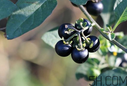 黑天天能吃嗎？黑天天泡蜂蜜好嗎