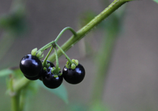 東北吃的黑黝黝學(xué)名叫什么？黑天天學(xué)名是什么