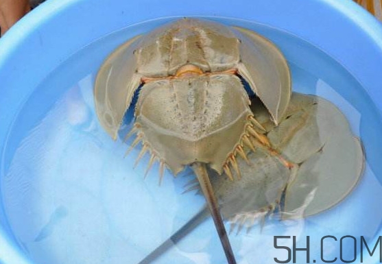 中華鱟能吃嗎？中華鱟怎么讀